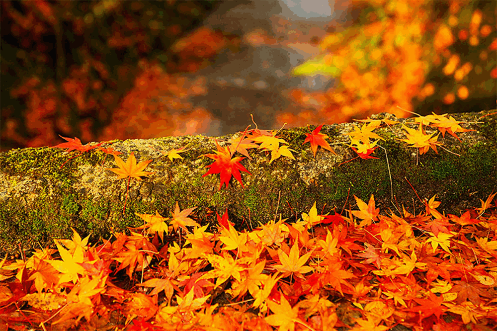 Mùa thu Nhật Bản